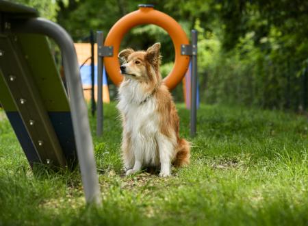 Dog Agility Zone