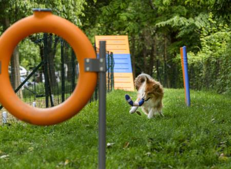 Dog Agility Zone