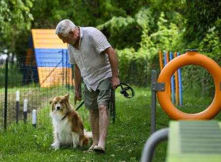 Dog Agility Zone