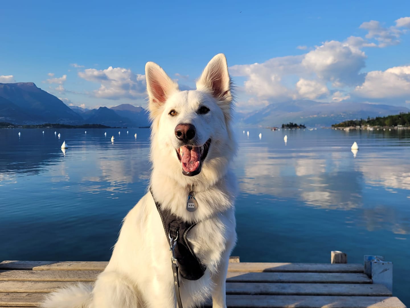 cane lago di garda baia verde